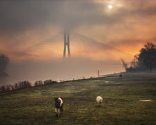 <p>Konie pasące się na łące, w tle most Rędziński we mgle i promieniach wschodzącego słońca. Zdjęcie zatytułowanie "nowy początek".</p>