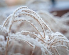 Mroźny dzień we Wrocławiu - 09.01.2026 r.