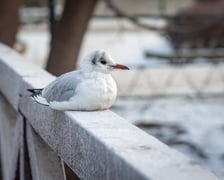 Mroźny dzień we Wrocławiu - 09.01.2026 r.