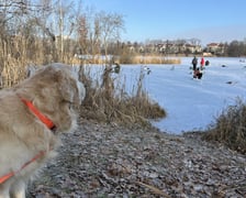 Zamarznięty staw przy ul. Głównej we Wrocławiu, 1 luty 2026 r.