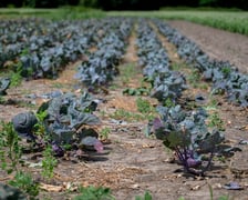 <p>W sezonie 2025 hodowano tu 11 rodzaj&oacute;w warzyw</p>