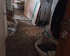 <p>Interwencja w mieszkaniu na Nowowiejskiej - Animal Patrol likwiduje nielegalny "gołębnik"</p>