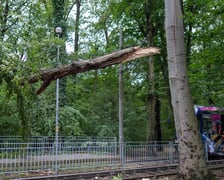Drzewo na sieci trakcyjnej na al. Różyckiego
