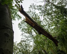 Drzewo na sieci trakcyjnej na al. Różyckiego