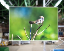 Wystawa fotografii wielkoformatowych Mieczysława Michalaka pod tytułem Ptaki