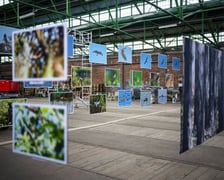 Wystawa fotografii wielkoformatowych Mieczysława Michalaka pod tytułem Ptaki