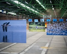 Wystawa fotografii wielkoformatowych Mieczysława Michalaka pod tytułem Ptaki