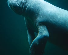Manat z Afrykarium w ogrodzie zoologicznym we Wrocławiu