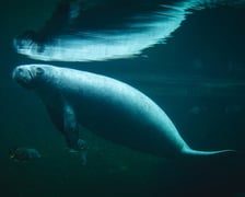 Manat mieszkający Afrykarium w ogrodzie zoologicznym we Wrocławiu