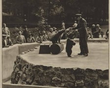 Jakie zwierzęta żyły we wrocławskim ZOO przed II wojną światową? Zobaczcie zdjęcia w naszej galerii