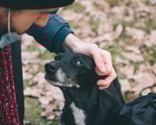 Pies Pikuś i Piotr potrzebują wsparcia