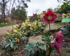 <p>Widoki z Ogrodu Botanicznego, rośliny powoli budzą się na wiosnę</p>