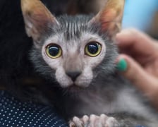 Kot rasy Lykoi z hodowli Kocia Przystań PL z Legnicy