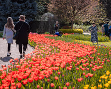 <p>Wrocławski ogr&oacute;d botaniczny otwarty. Można go odwiedzać od 1 kwietnia do końca października.</p>