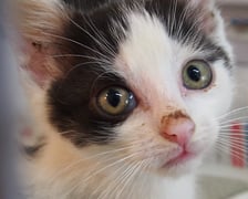 Kocięta do adopcji z wrocławskiego schroniska