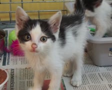 Kocięta do adopcji z wrocławskiego schroniska