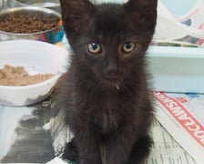 Kocięta do adopcji z wrocławskiego schroniska