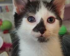 Kocięta do adopcji z wrocławskiego schroniska