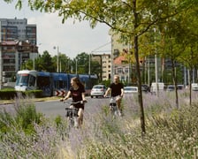 Ozdobne trawy i kwiaty rosnące wokół ścieżki rowerowej na ul. Legnickiej