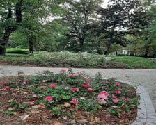 <p>Park Tadeusza R&oacute;żewicza</p>