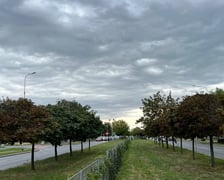 <p>Będą nowe drzewa na&nbsp;al. Armii Krajowej</p>