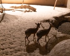 Nocowanie w Afrykarium