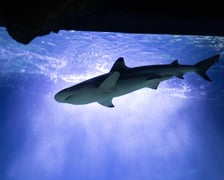 Nocowanie w Afrykarium