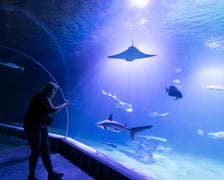 Nocowanie w Afrykarium