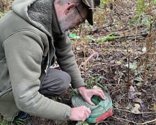Akcja uwalniania dzika w Nadleśnictwie Żmigród