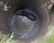 Akcja uwalniania dzika w Nadleśnictwie Żmigród