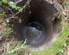 Akcja uwalniania dzika w Nadleśnictwie Żmigród