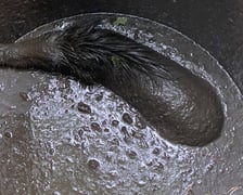 Akcja uwalniania dzika w Nadleśnictwie Żmigród