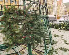 Montaż nowej choinki w Rynku we Wrocławiu - zdjęcia z 19.11.2024
