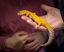 Targi terrarystyczne na Tarczyński Arenie (8 grudnia 2024 roku)