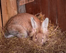 Żywa szopka przy kościele NMP Matki Pocieszenia przy ulicy Wittiga