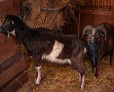 Żywa szopka przy kościele NMP Matki Pocieszenia przy ulicy Wittiga