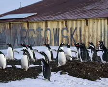<p>Goście Polskiej Stacji Antarktycznej im. H. Arctowskiego</p>