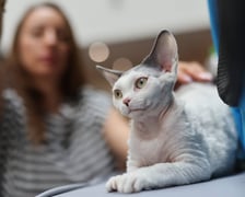 Pokaz Kotów Rasowych we Wrocławiu