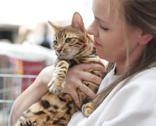 Pokaz Kotów Rasowych we Wrocławiu