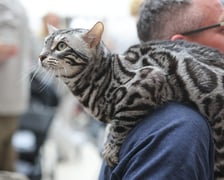 Pokaz Kotów Rasowych we Wrocławiu