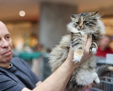 Pokaz Kotów Rasowych we Wrocławiu