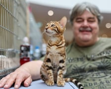 Pokaz Kotów Rasowych we Wrocławiu