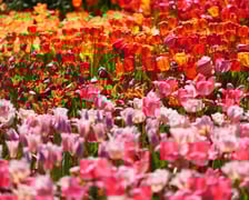 Festiwal tulipanów w Ogrodzie Botanicznym - 26.04.2025