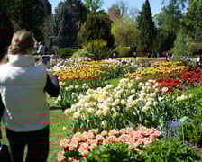 Festiwal tulipanów w Ogrodzie Botanicznym - 26.04.2025