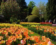 Festiwal tulipanów w Ogrodzie Botanicznym - 26.04.2025