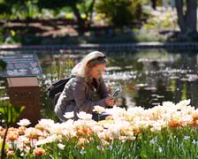 Festiwal tulipanów w Ogrodzie Botanicznym - 26.04.2025