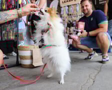 Targi dla zwierzaków na Świebodzkim