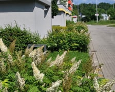 Leśnica, osiedle TBS Wrocław, nowe nasadzenia roślin