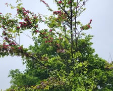 Leśnica, osiedle TBS Wrocław, nowe nasadzenia roślin