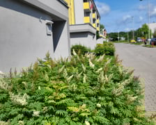 Leśnica, osiedle TBS Wrocław, nowe nasadzenia roślin